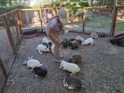 "The Rabbits Garden"
