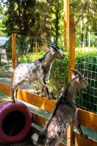 "The Rabbits Garden"
