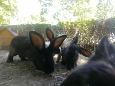 "The Rabbits Garden"
