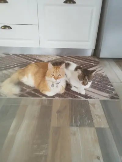 Анималвет ЕООД