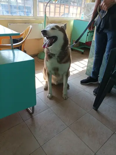 Ветеринарен кабинет Рожен