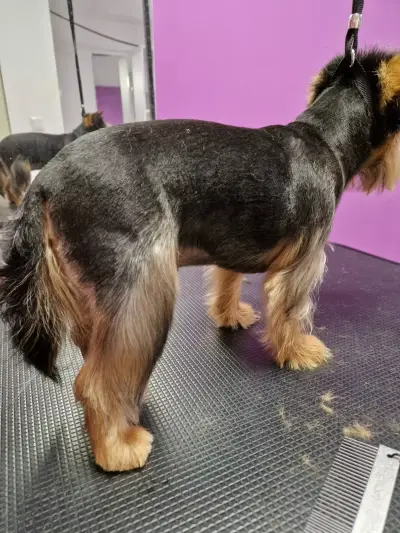 RoSSy's Art Grooming - Професионален зоофризьор