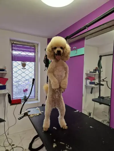 RoSSy's Art Grooming - Професионален зоофризьор