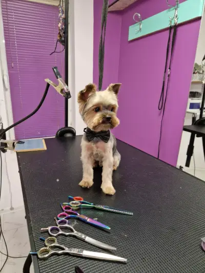 RoSSy's Art Grooming - Професионален зоофризьор
