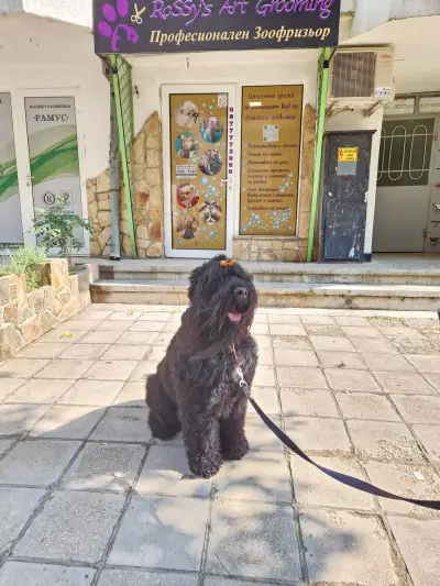 RoSSy's Art Grooming - Професионален зоофризьор