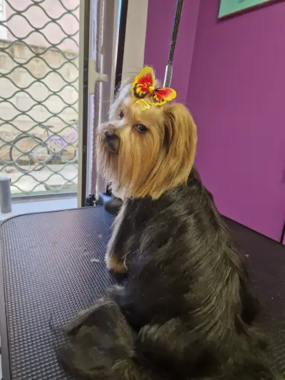 RoSSy's Art Grooming - Професионален зоофризьор