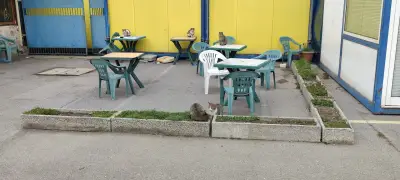 Мол Илиянци