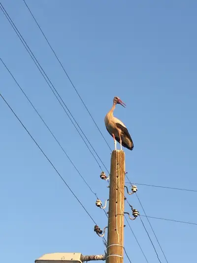 АБВ