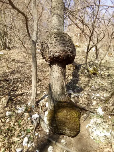 Игрище „Черник“