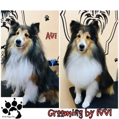 Grooming Studio & Boutique Doggy Dog / Груминг студио & Бутик Доги Дог