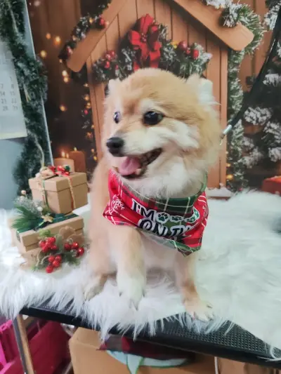 Grooming Studio & Boutique Doggy Dog / Груминг студио & Бутик Доги Дог
