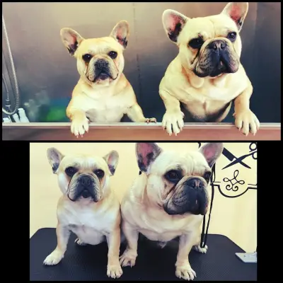 Grooming Studio & Boutique Doggy Dog / Груминг студио & Бутик Доги Дог