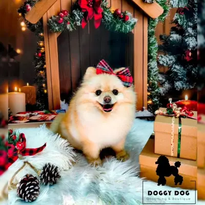 Grooming Studio & Boutique Doggy Dog / Груминг студио & Бутик Доги Дог