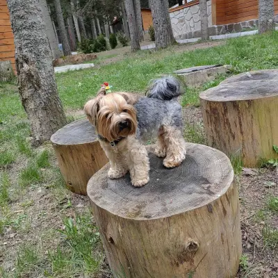 Grooming Studio & Boutique Doggy Dog / Груминг студио & Бутик Доги Дог