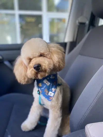 Grooming Studio & Boutique Doggy Dog / Груминг студио & Бутик Доги Дог