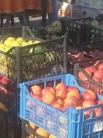 Зеленчукова борса Бургас