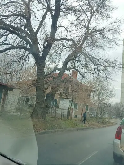 ДГ Пинокио Русе
