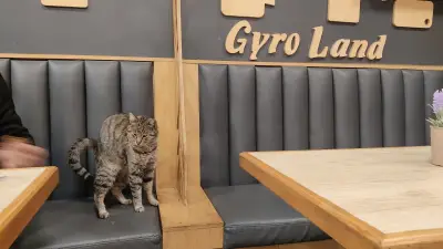 Gyro Land