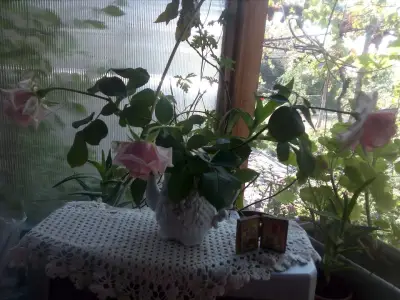 ЦЕЛОДНЕВНА ДЕТСКА ГРАДИНА РОЗА (ЦДГ)
