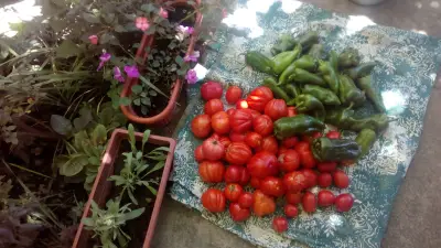 ЦЕЛОДНЕВНА ДЕТСКА ГРАДИНА РОЗА (ЦДГ)