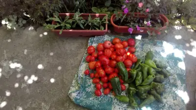 ЦЕЛОДНЕВНА ДЕТСКА ГРАДИНА РОЗА (ЦДГ)