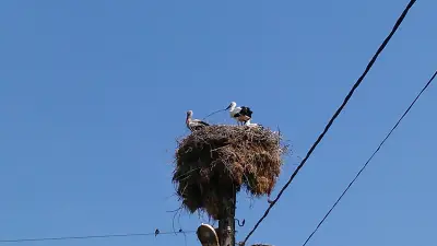 Kayak Safaris BG