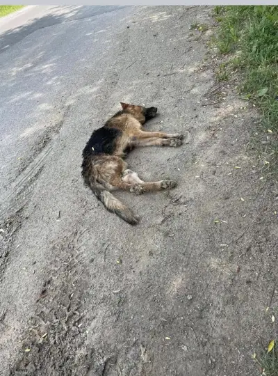 Ветеринарна Клиника "Глобал Вет" Самоков