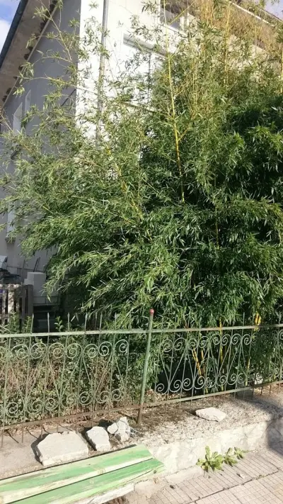 Къща за гости Гешеви - Баня Карловско