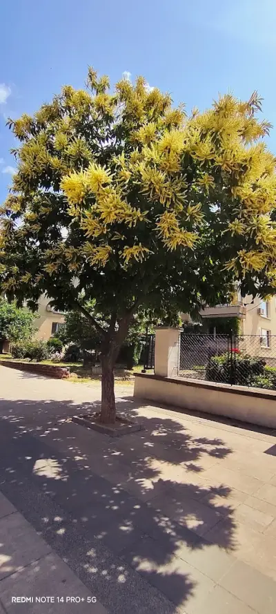 карлово