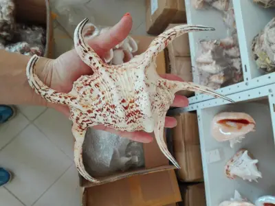 Наутилус 5