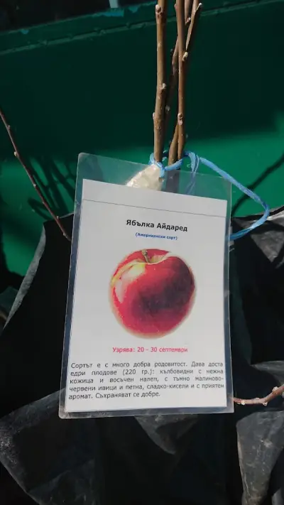Паркинг "Пазара"