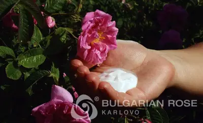 Българска роза - Карлово