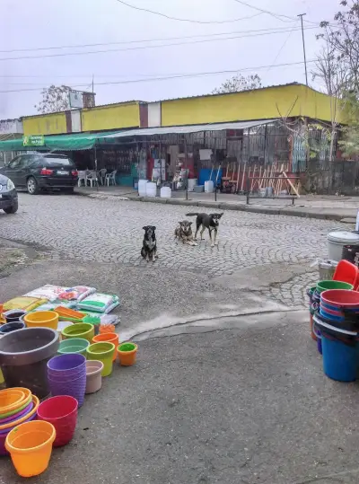 Vegetable Market
