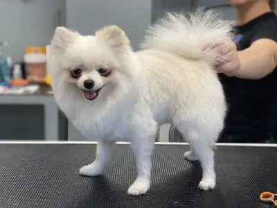 Petbarber