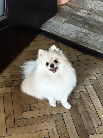 Petbarber