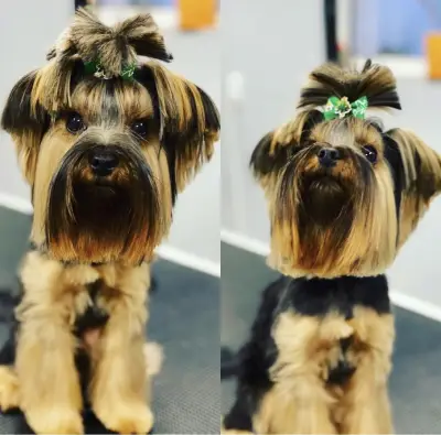 Petbarber