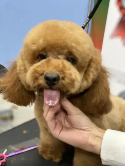 Petbarber