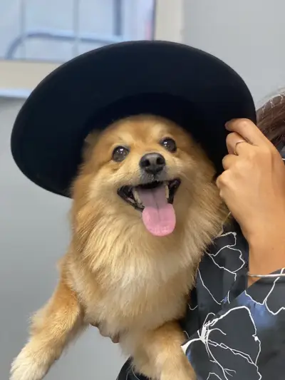 Petbarber