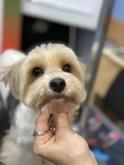Petbarber