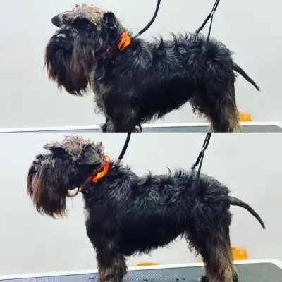 Petbarber