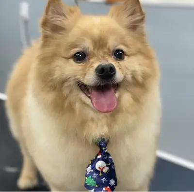 Petbarber