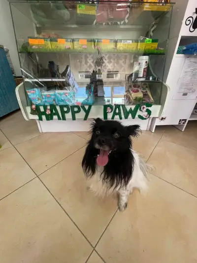 Happy Paws Зоомагазин