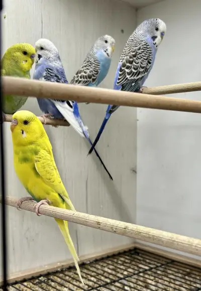 Зоомагазин LOVE PET