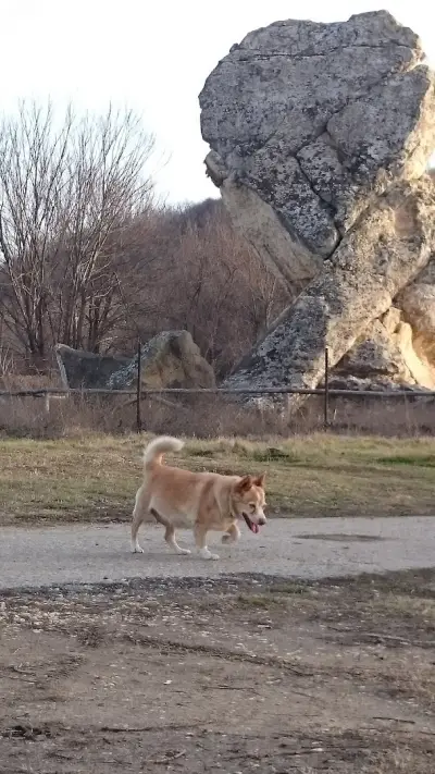 Дикилиташ