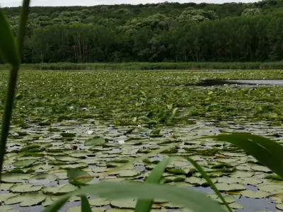 Царството на водните лилии