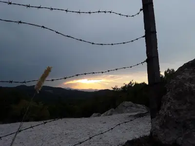 Каменни гъби