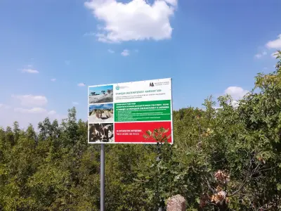 Каменни гъби