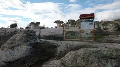 Каменни гъби