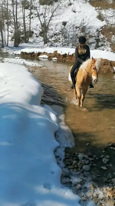 Конна База Вуковия