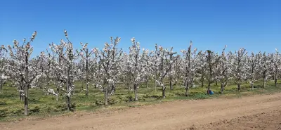 DGfruits
